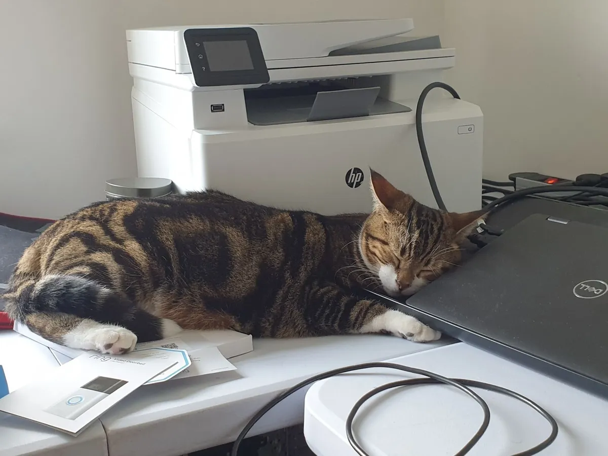 Cat Rehome - Simba - Image 2