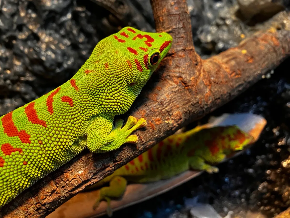 Madagascan Giant Day Gecko pair - Image 2