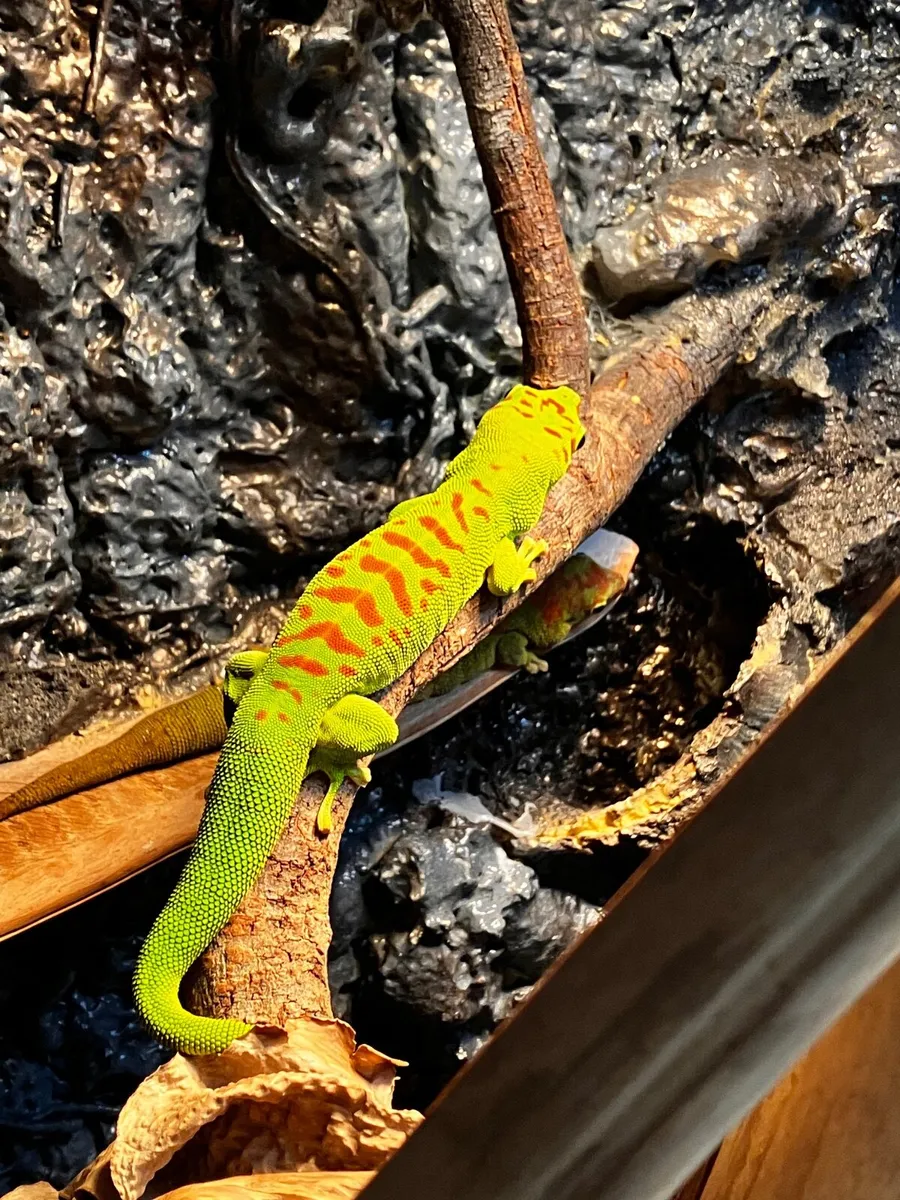 Madagascan Giant Day Gecko pair - Image 3