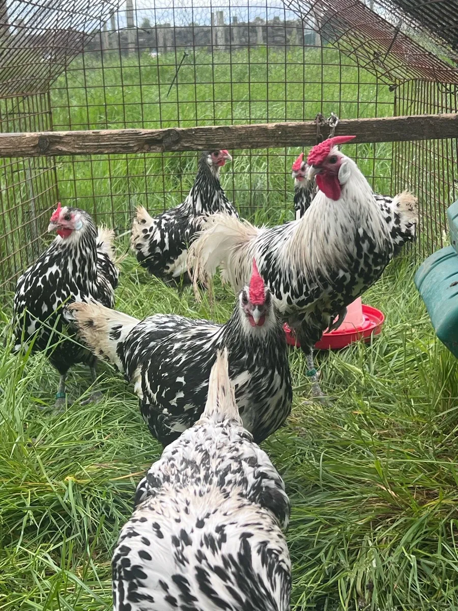 Poultry for Sale - Image 1