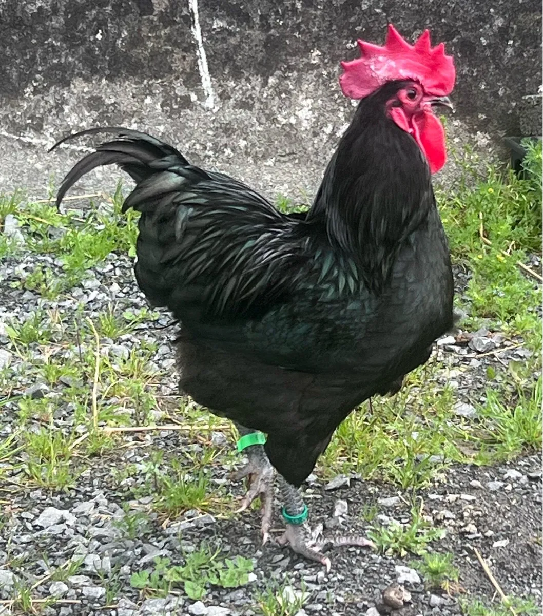 Poultry for Sale - Image 2