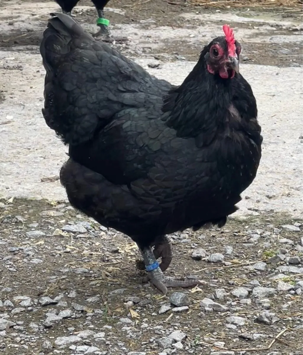 Poultry for Sale - Image 3