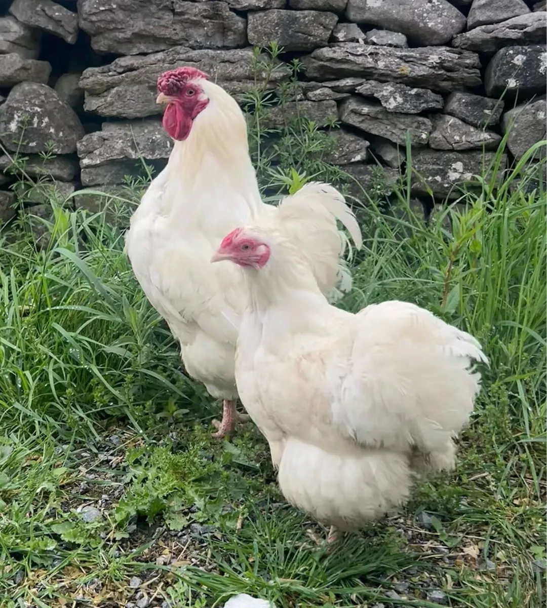 Poultry for Sale - Image 4