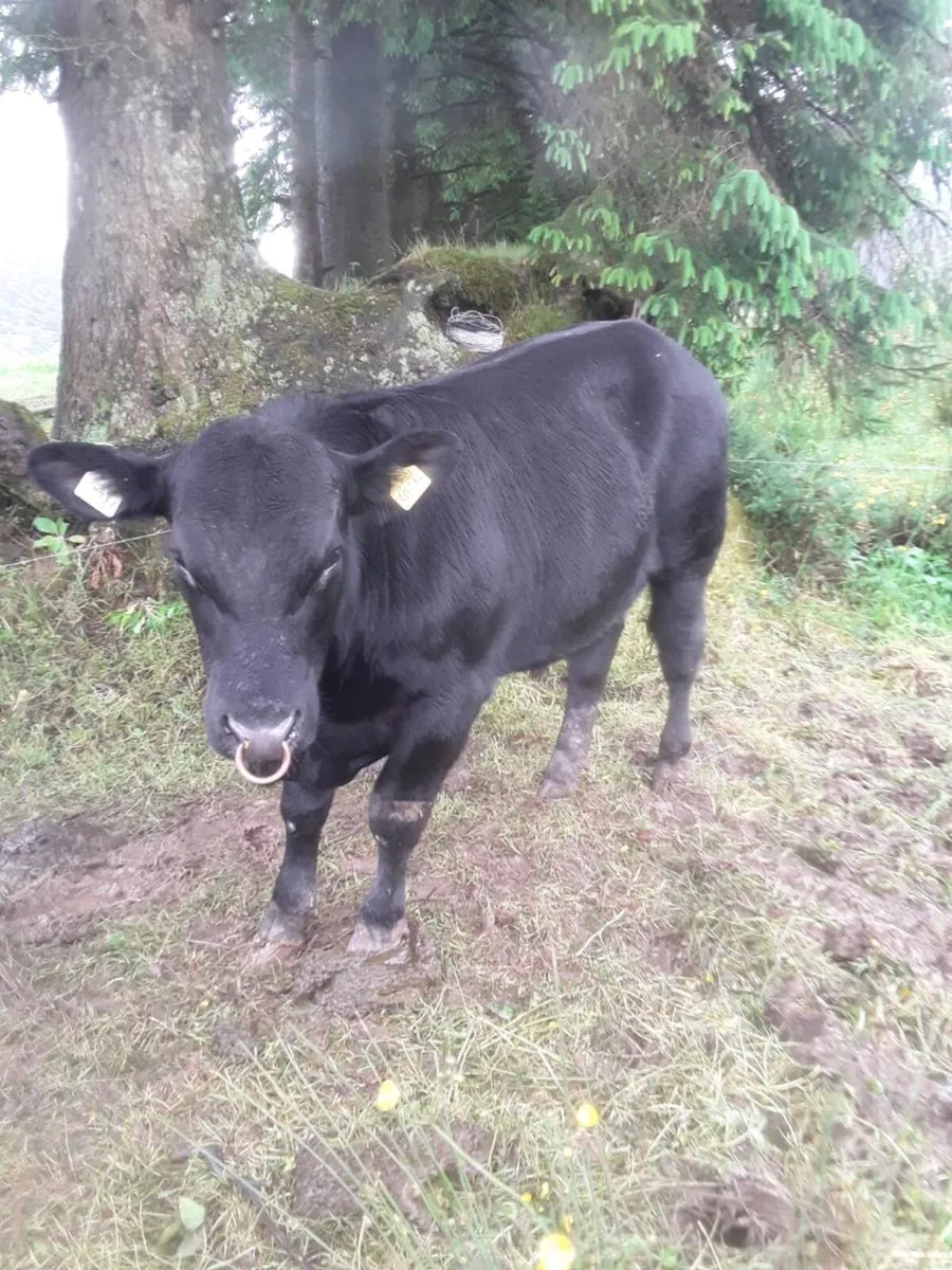 Pedigree Angus bull - Image 2