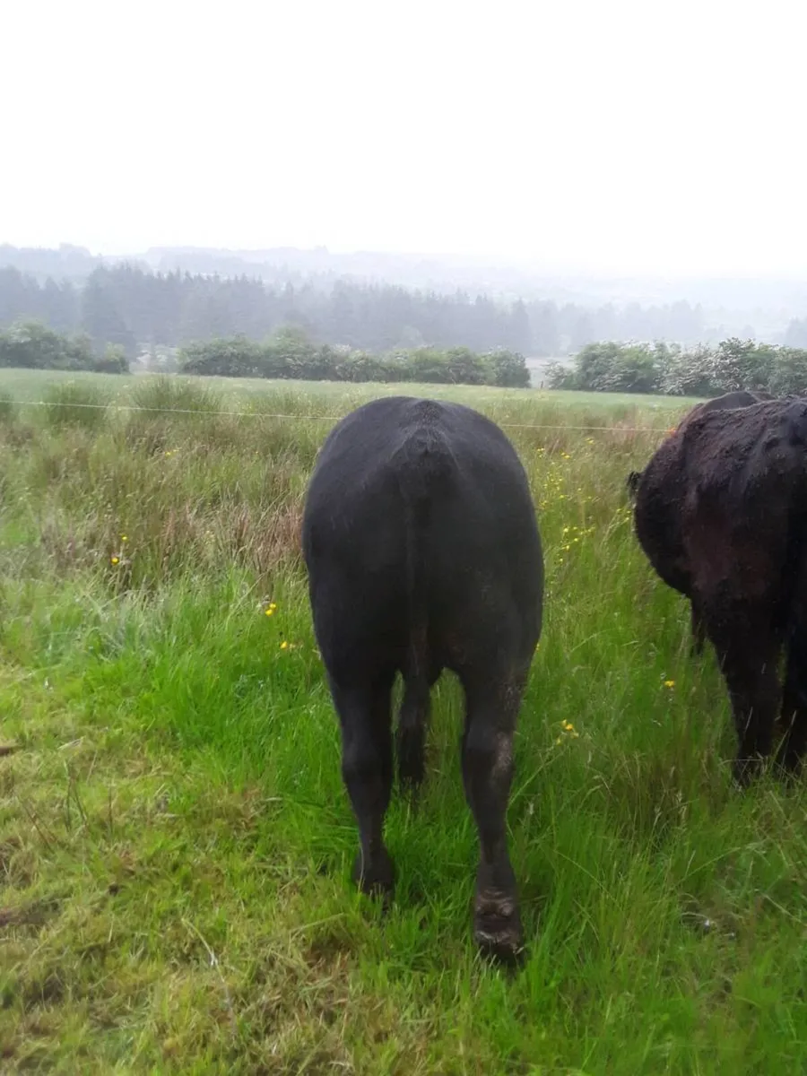 Pedigree Angus bull - Image 3