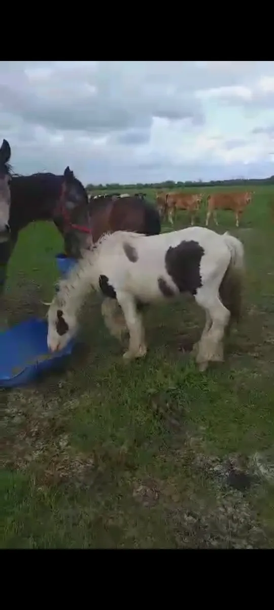 Pony