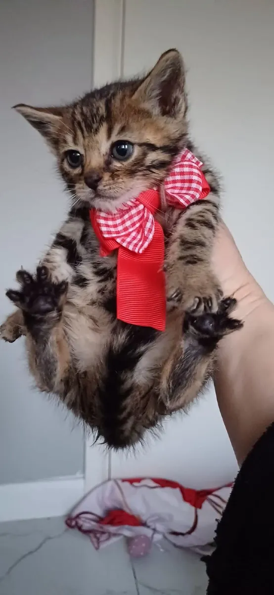Amazing Purebred Bengal kittens 😸 - Image 3