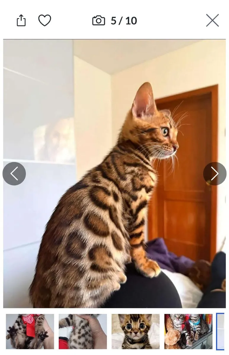 Amazing Purebred Bengal kittens 😸 - Image 4