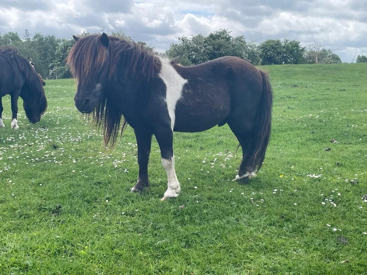 Fallabella Stallions - Image 3