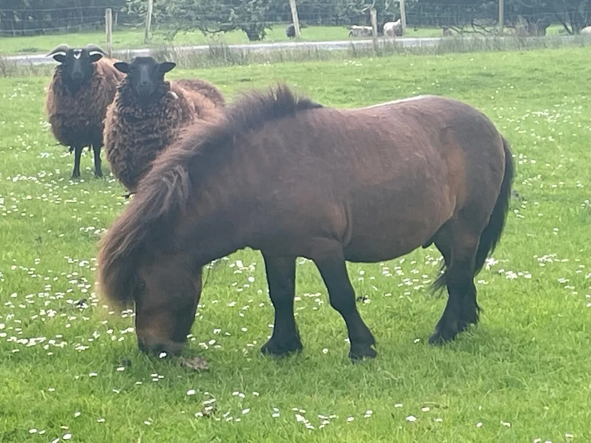 Fallabella Stallions - Image 4