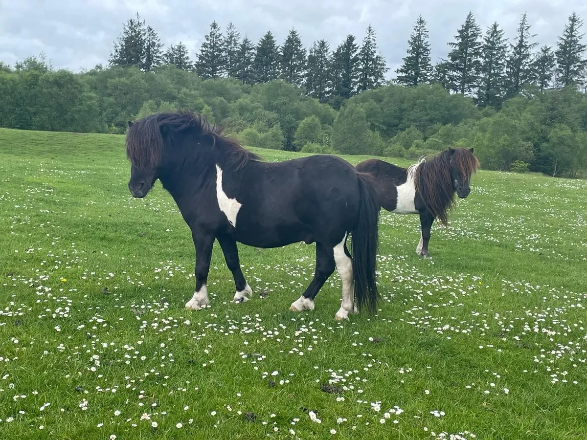 Fallabella Stallions - Image 2