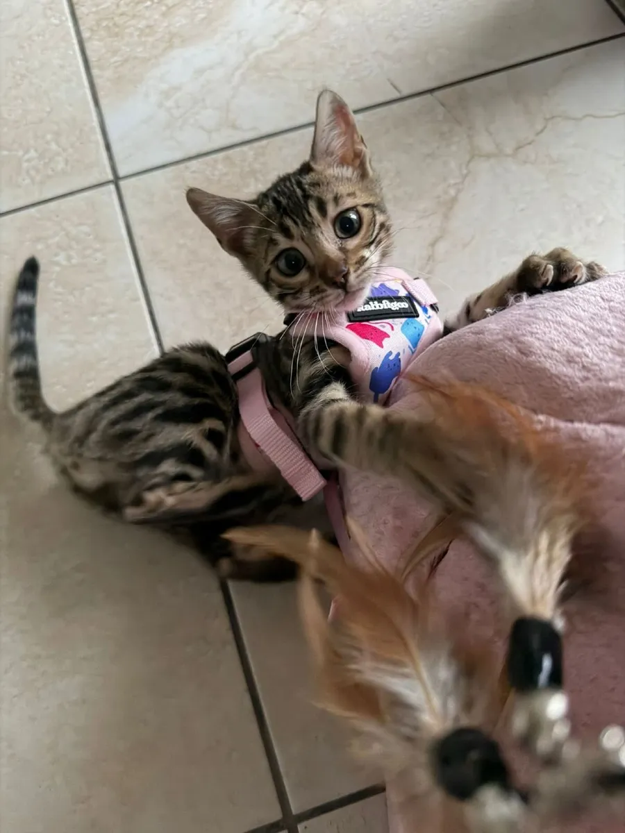 Amazing Purebred Bengal kittens 😸 - Image 2