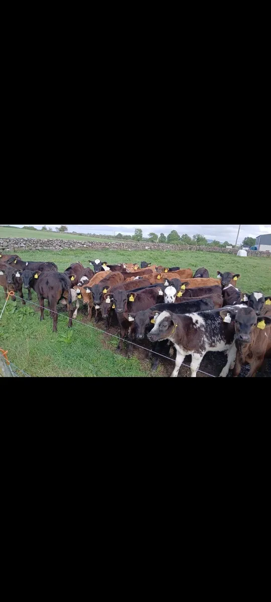 55 REARED BULL CALFS / HEADFORD MART  6TH OF JUNE - Image 2
