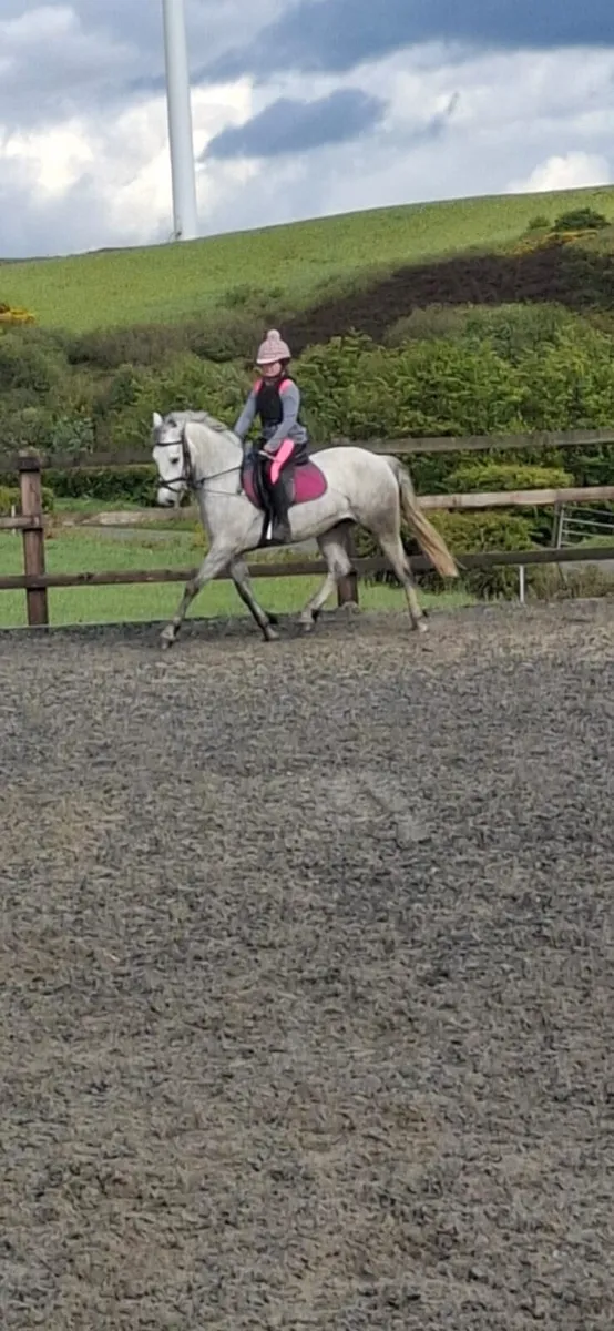 5 yr old grey Connemara gelding - Image 1