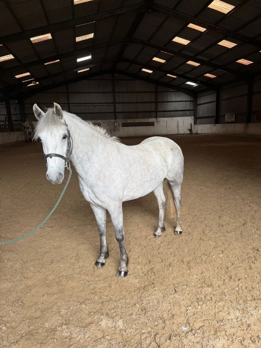 5 yr old grey Connemara gelding - Image 3