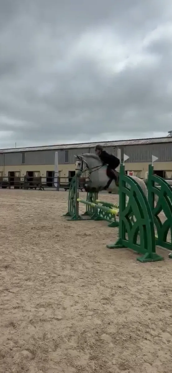 5 yr old grey Connemara gelding - Image 4