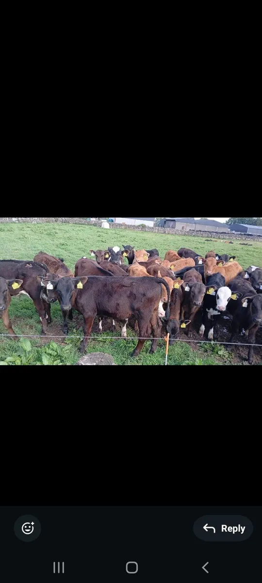 55 REARED BULL CALFS / HEADFORD MART  6TH OF JUNE - Image 3