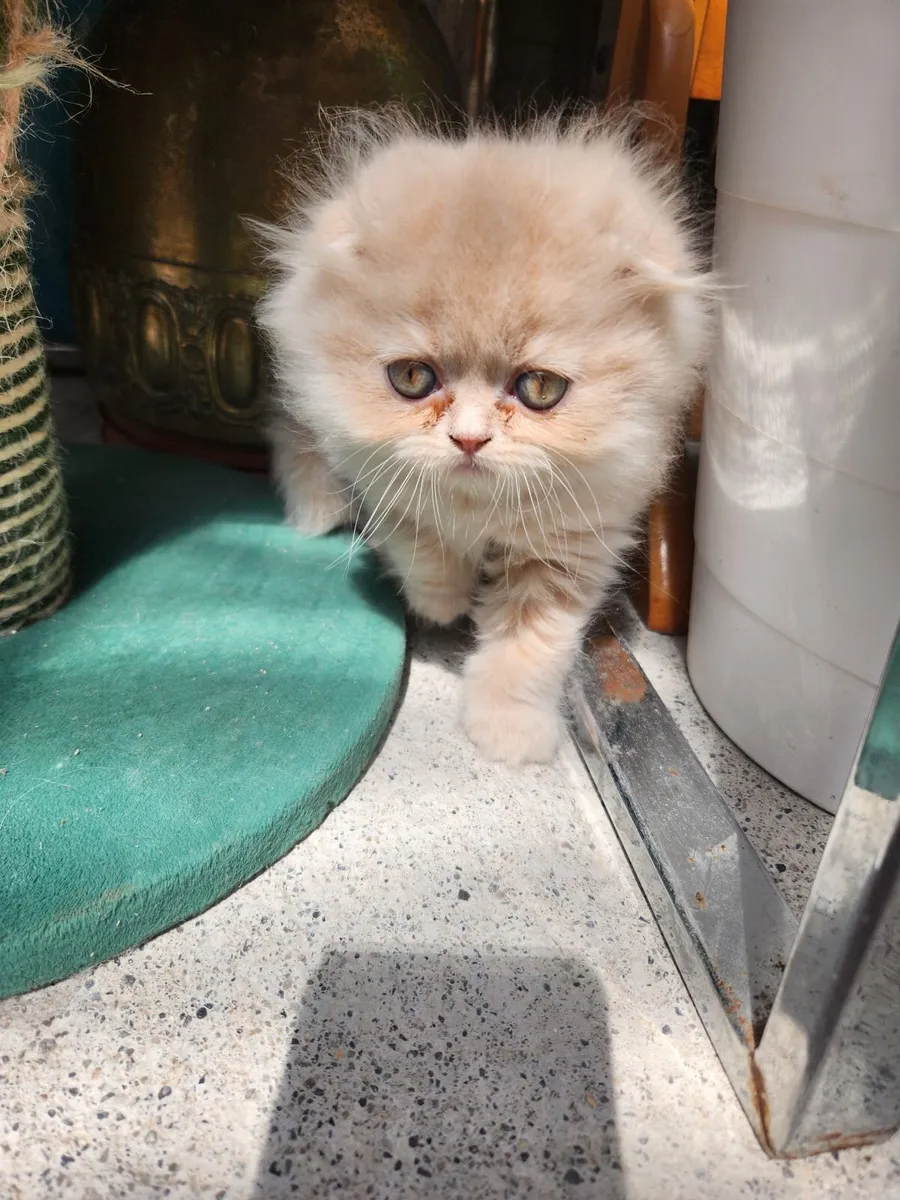 Kittens - Image 1