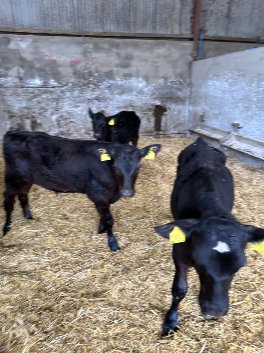 Angus bulls - Image 4