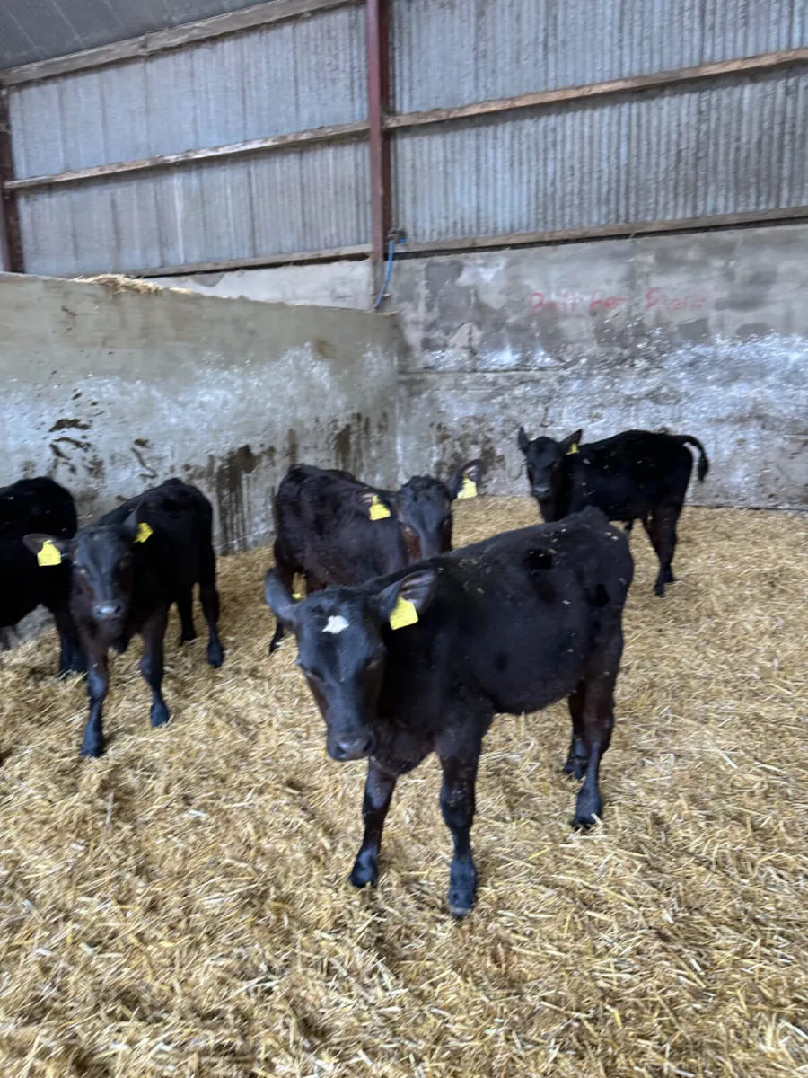 Angus bulls - Image 3