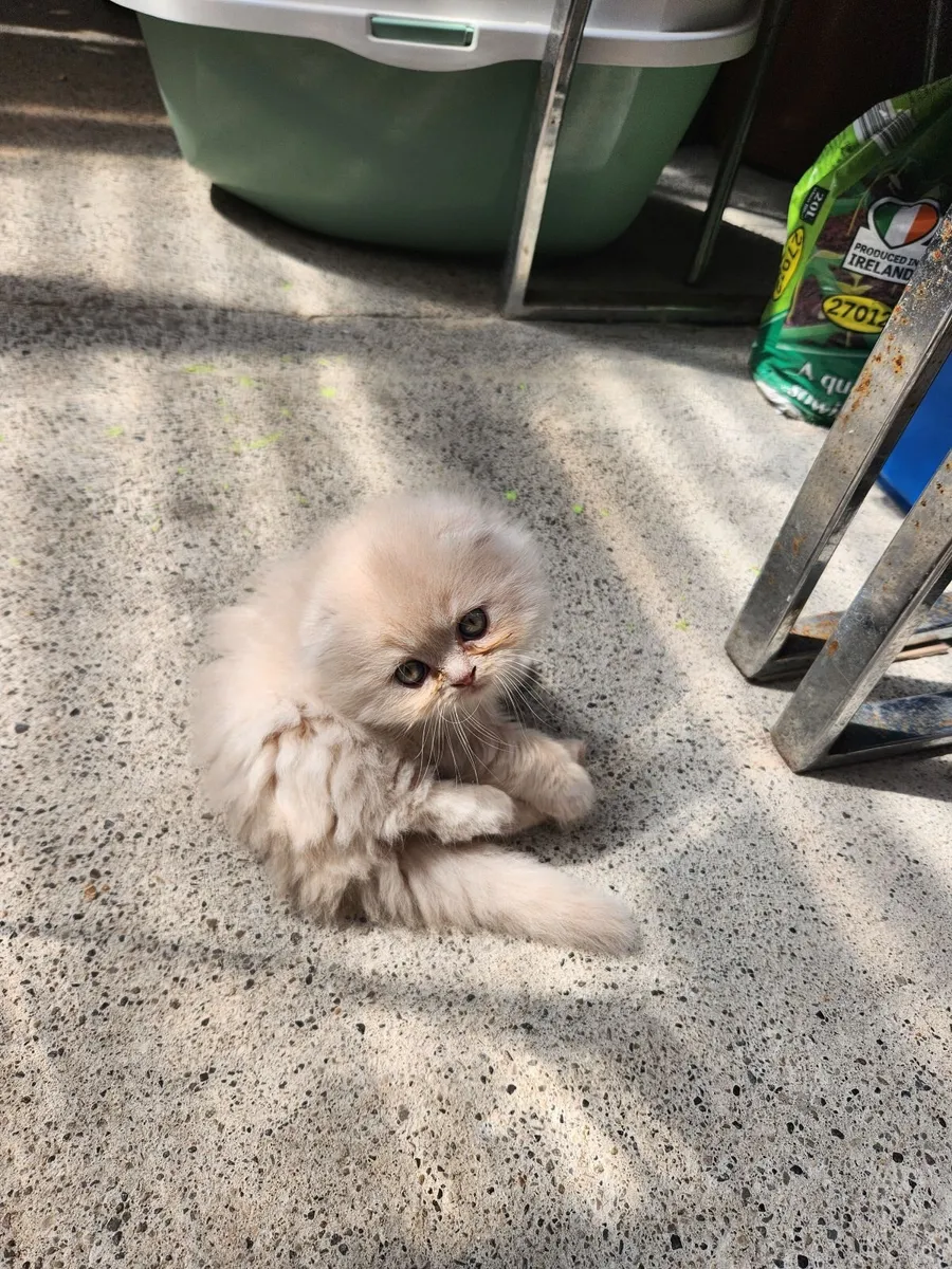 Kittens - Image 2