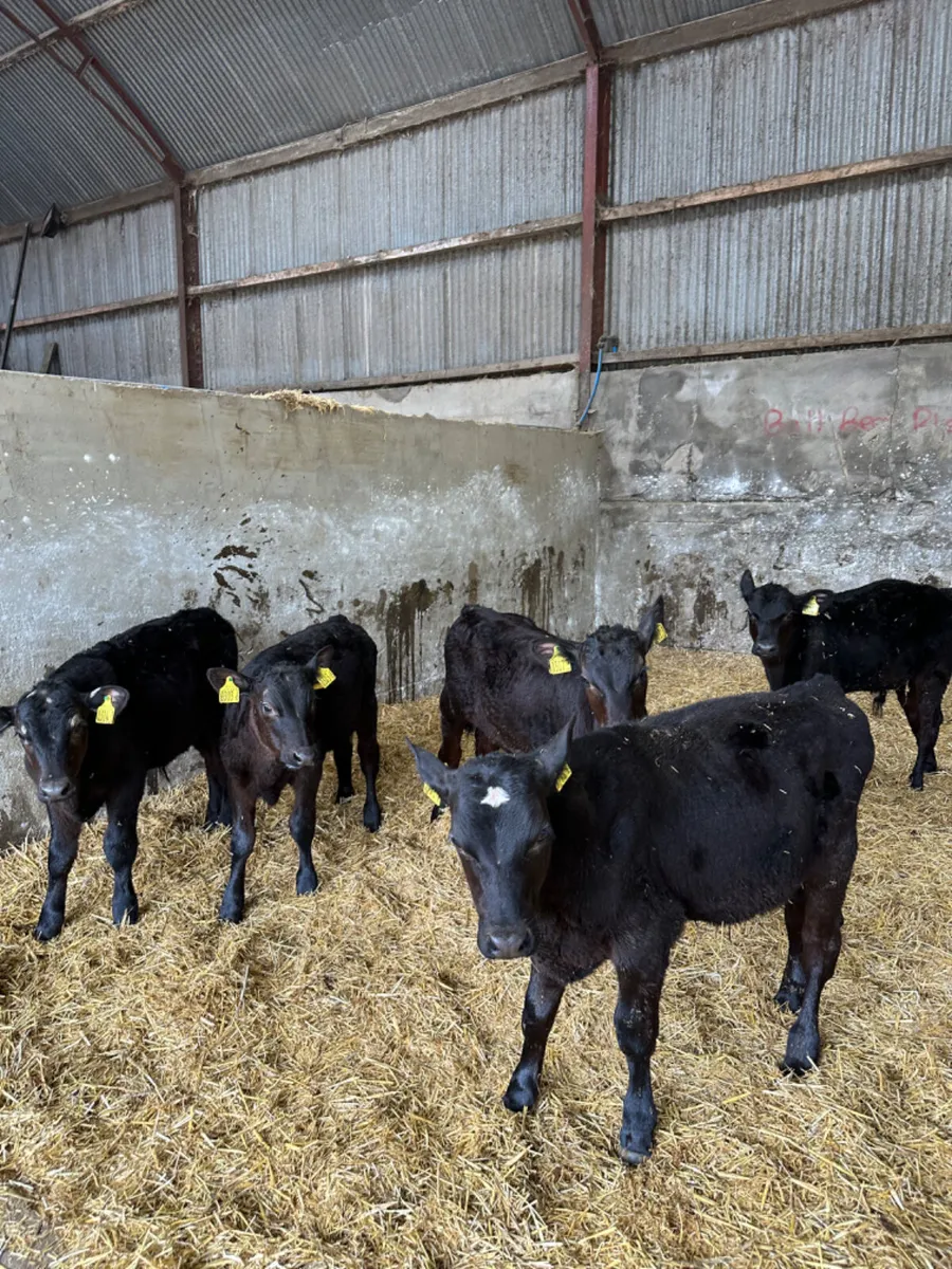 Angus bulls - Image 1