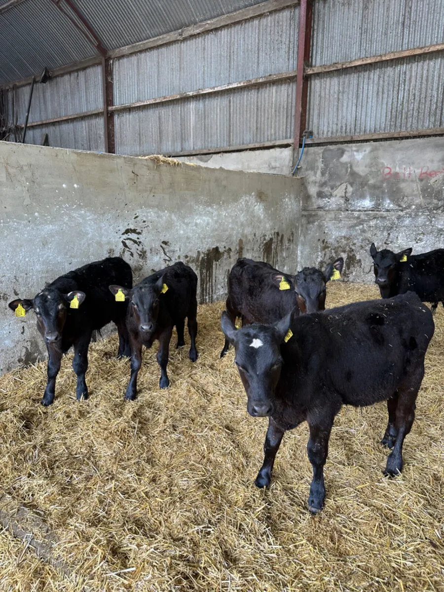 Angus bulls - Image 2