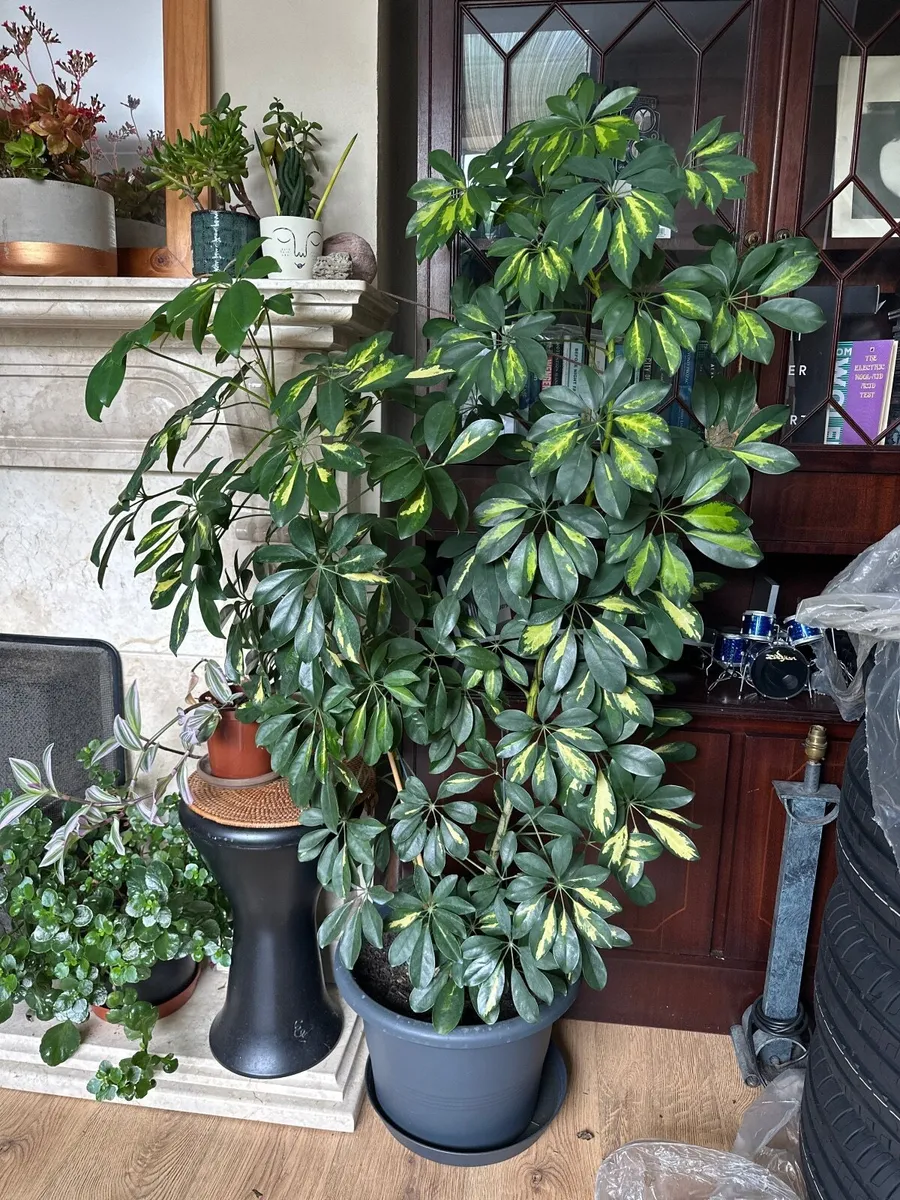 Plants - Image 2