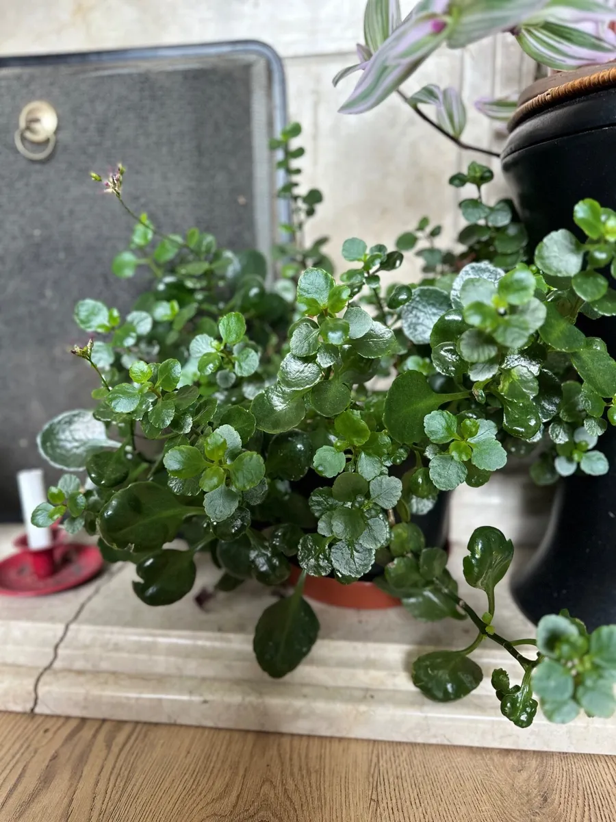 Plants - Image 3