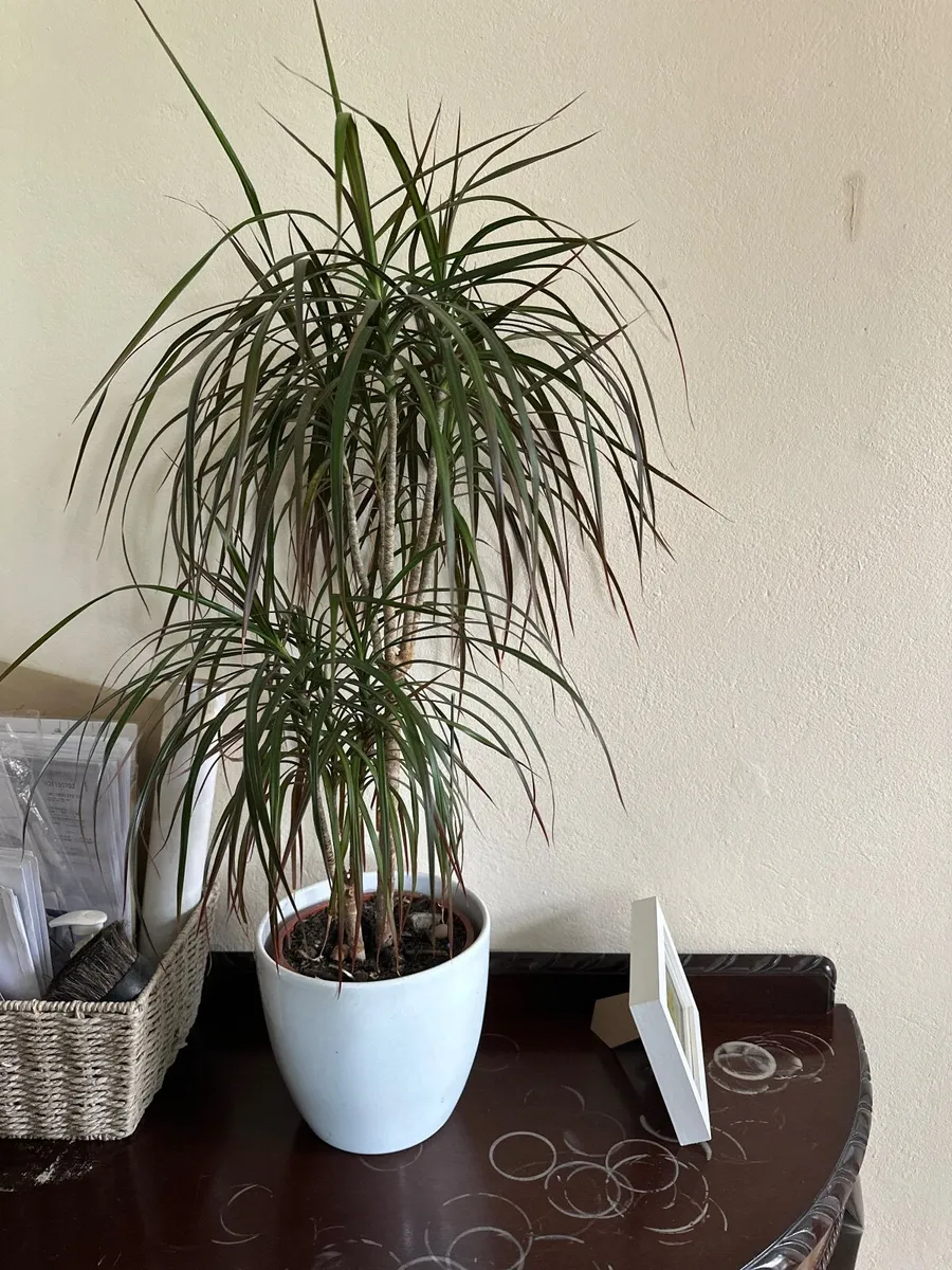 Plants - Image 4