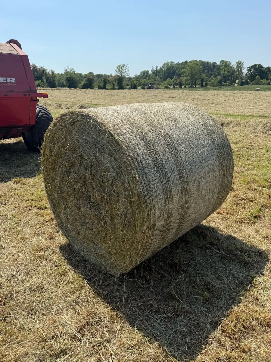 Hay - Image 1