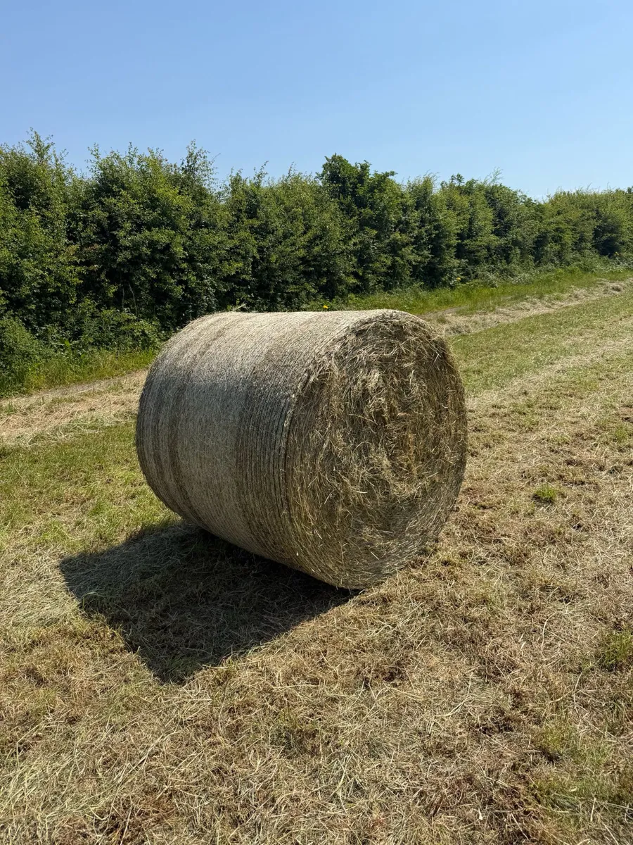 Hay - Image 2