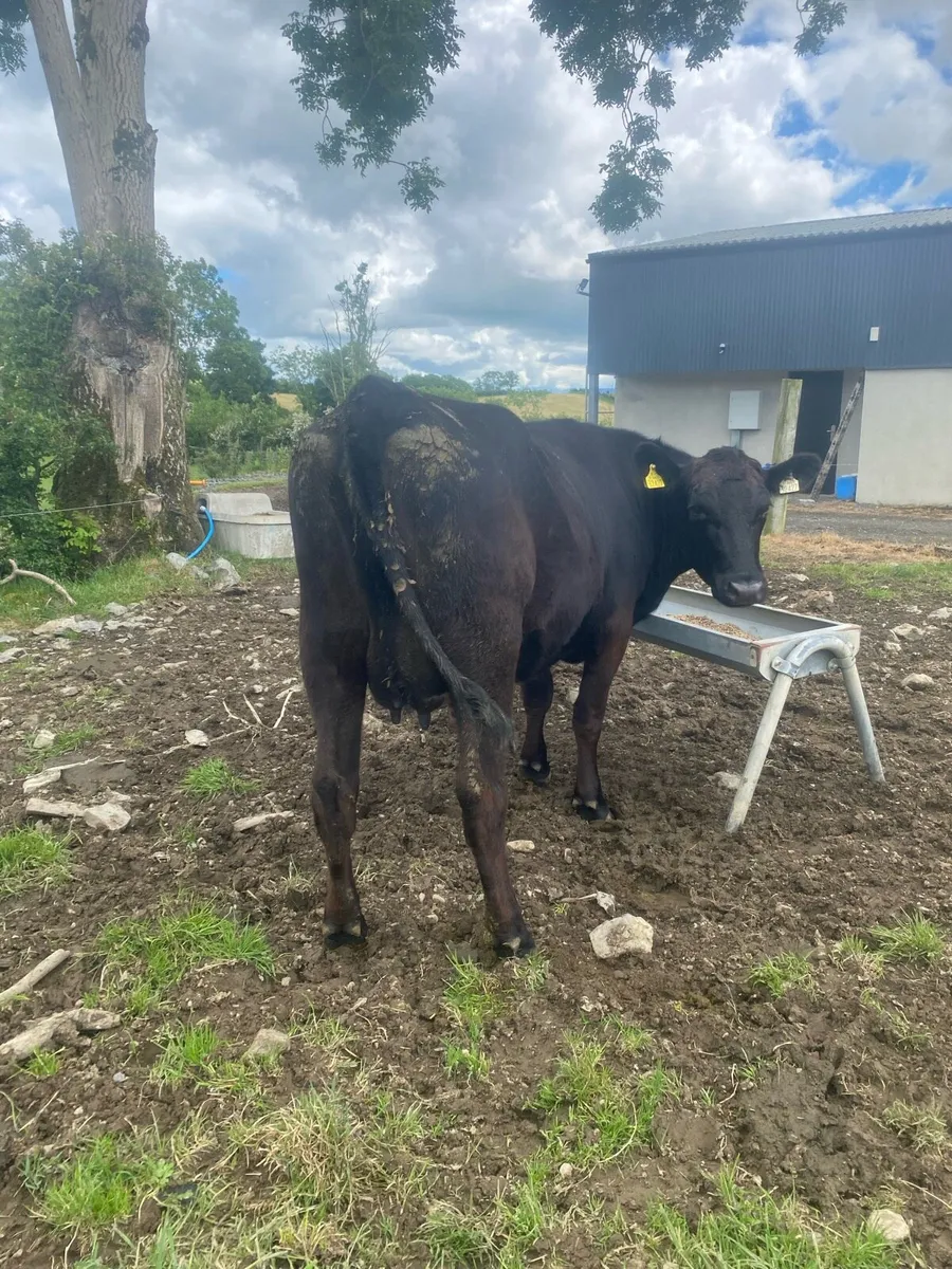 Sucklers & weanlings - Image 1