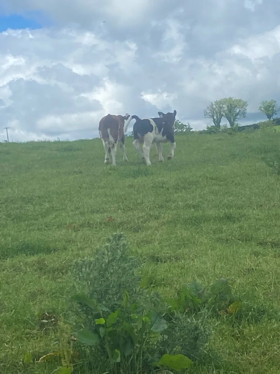 Sucklers & weanlings - Image 4