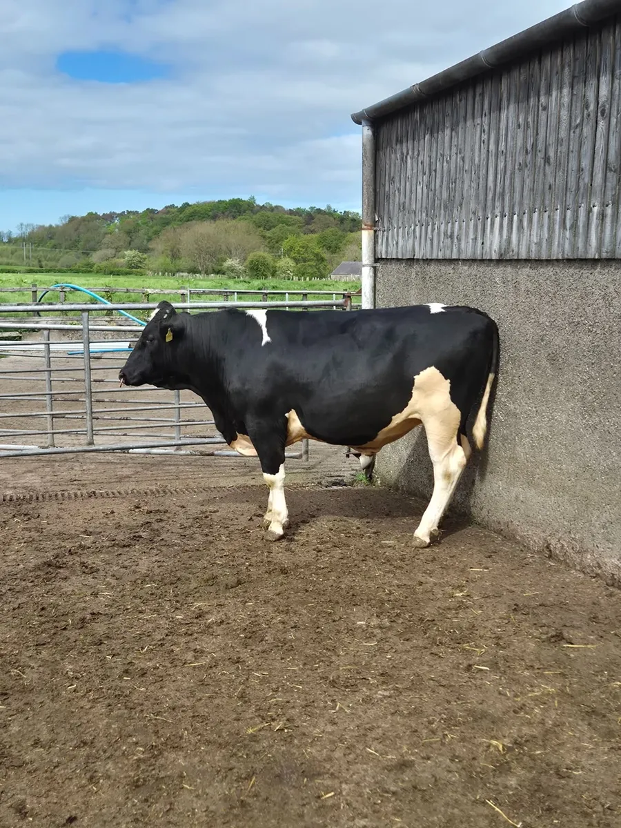 Bull for Sale