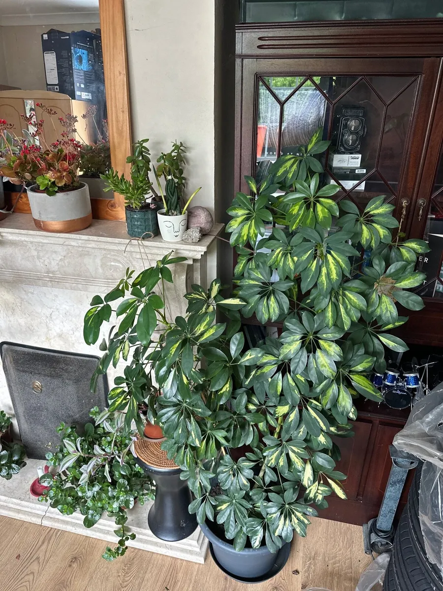 Plants - Image 1