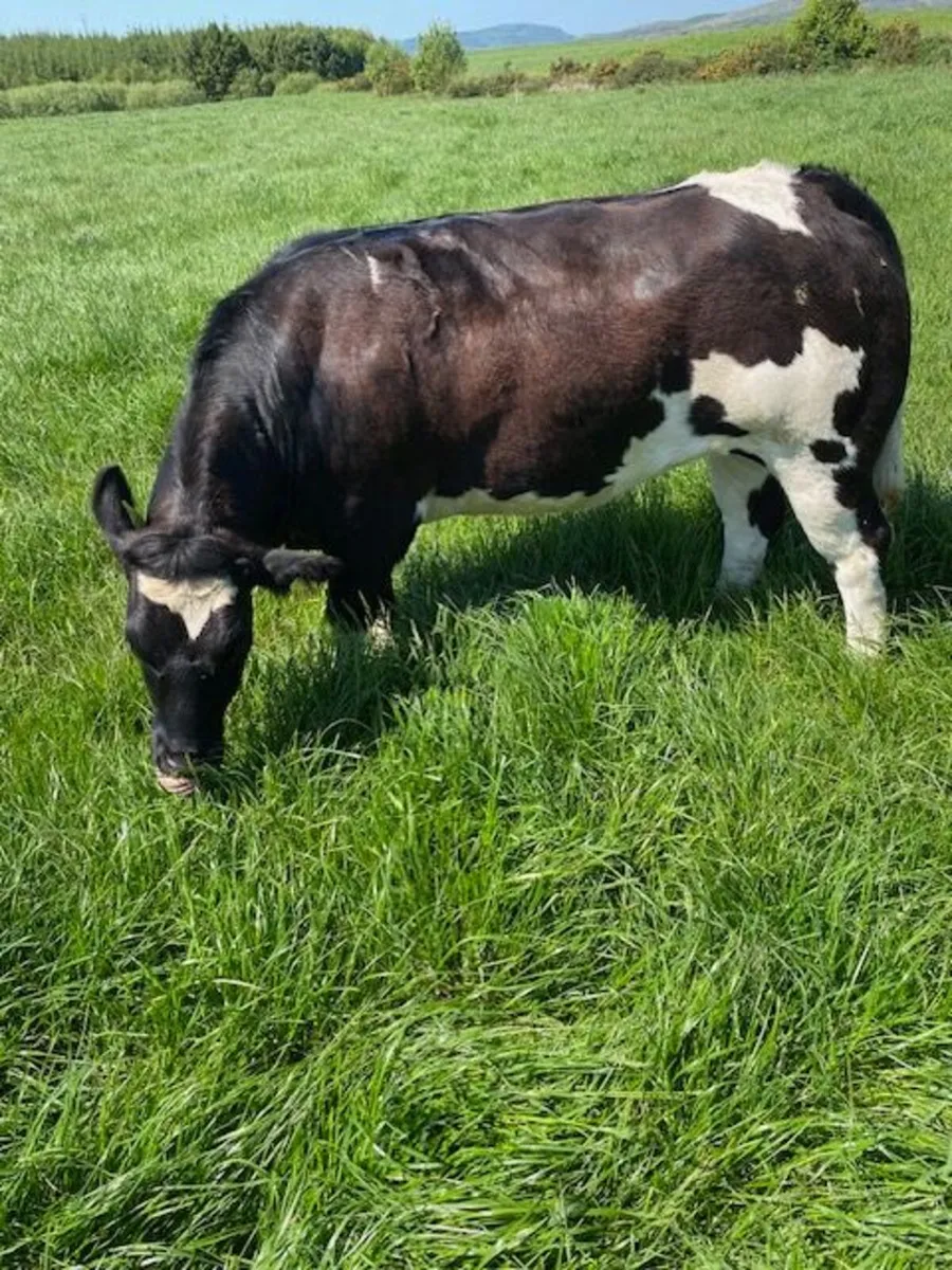 Belgian Blue Breeding Heifer - Image 4