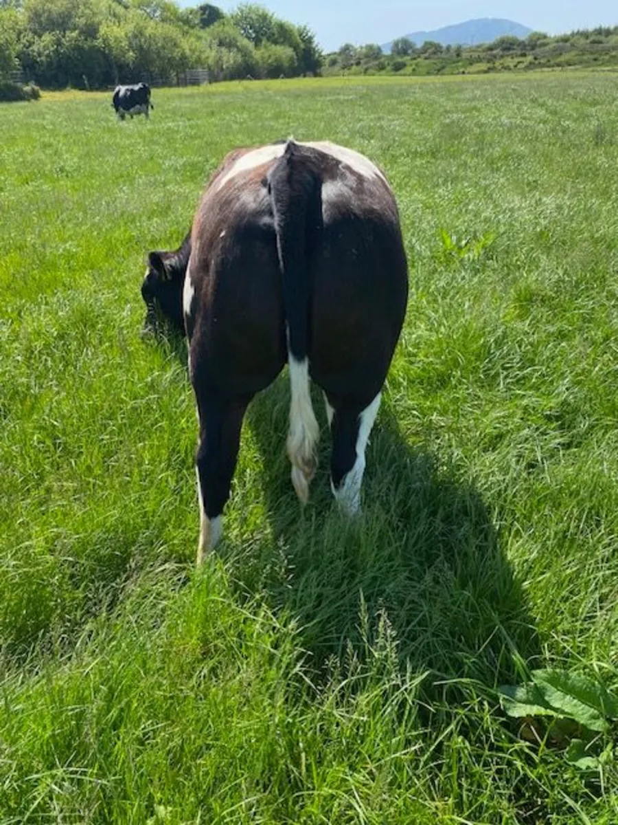 Belgian Blue Breeding Heifer - Image 2