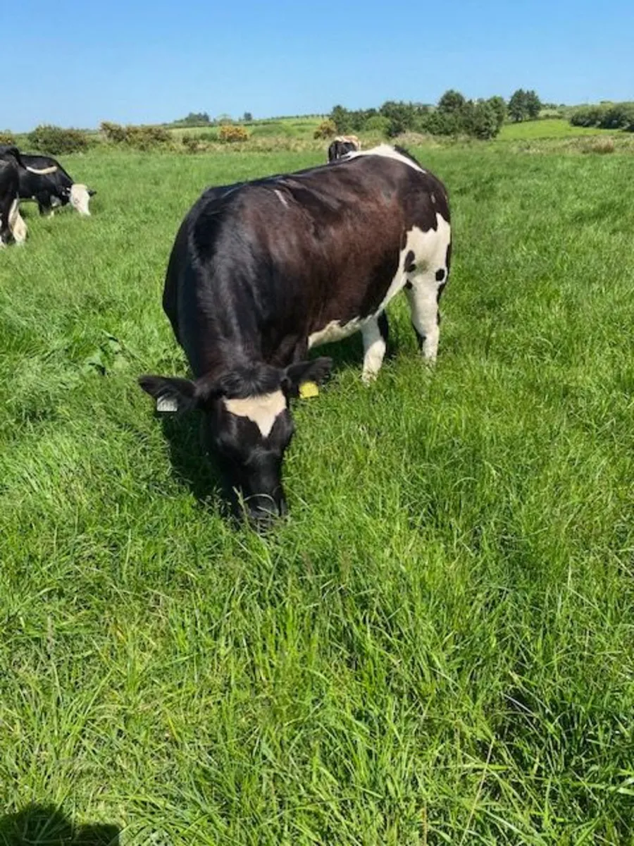 Belgian Blue Breeding Heifer - Image 3