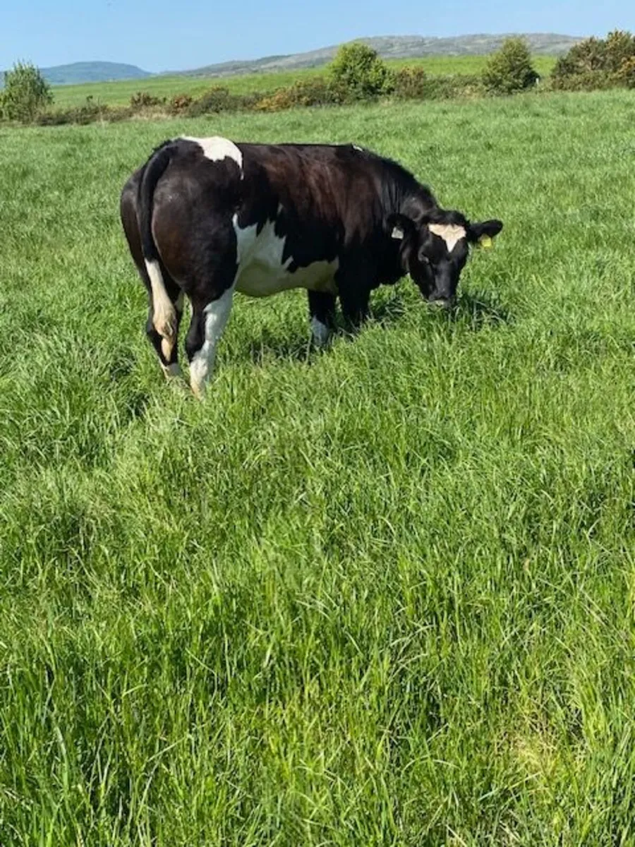 Belgian Blue Breeding Heifer - Image 1