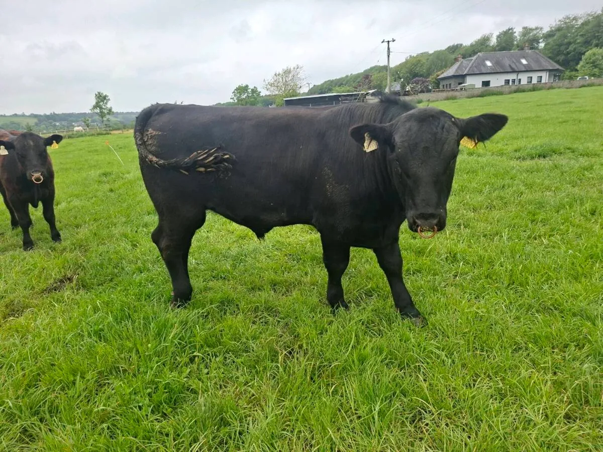 Purebred Pedigree Registered AA Bull - Image 2