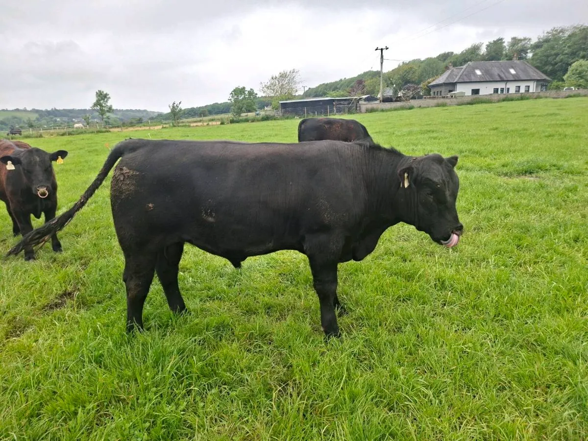 Purebred Pedigree Registered AA Bull - Image 3