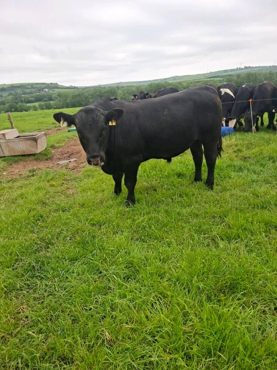Purebred Pedigree Registered AA Bull - Image 1