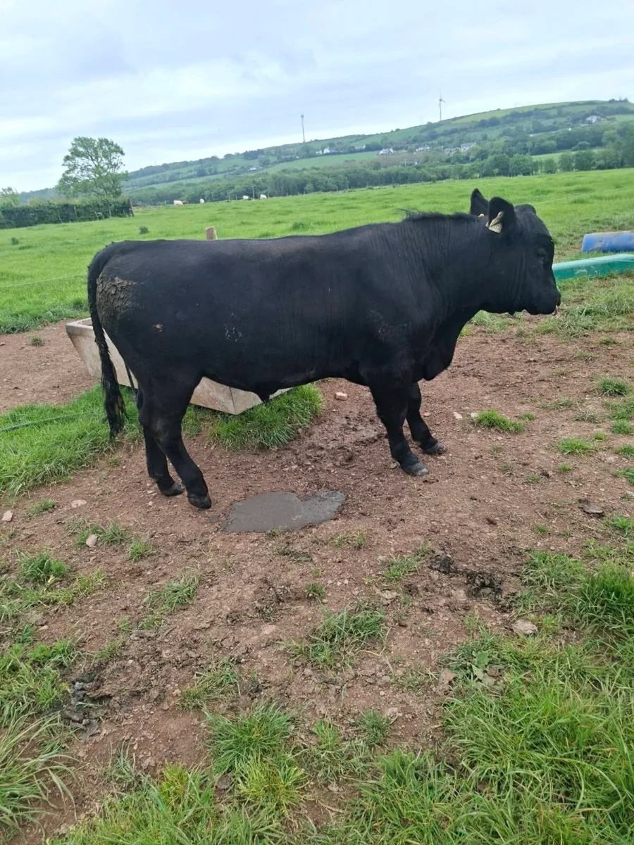Purebred Pedigree Registered AA Bull - Image 4
