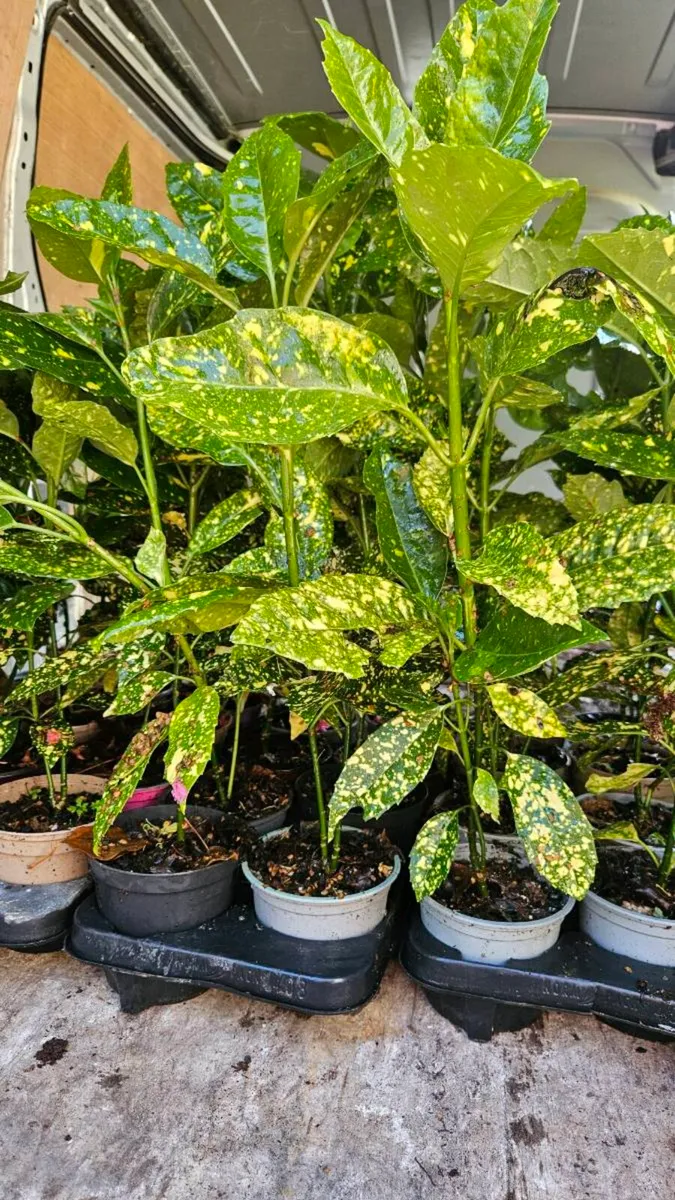 Tall Acuba Spotted Laurel Plants