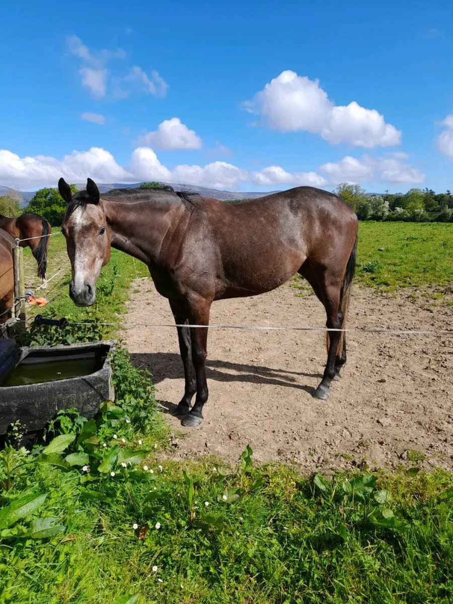 2022 TB gelding - Image 1