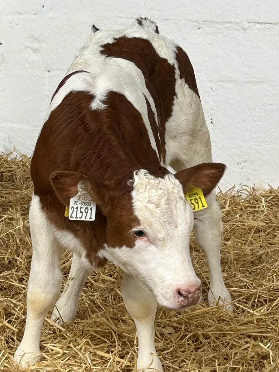 SERIOUS AI BRED CONTINENTAL HEIFER CALVES - Image 2