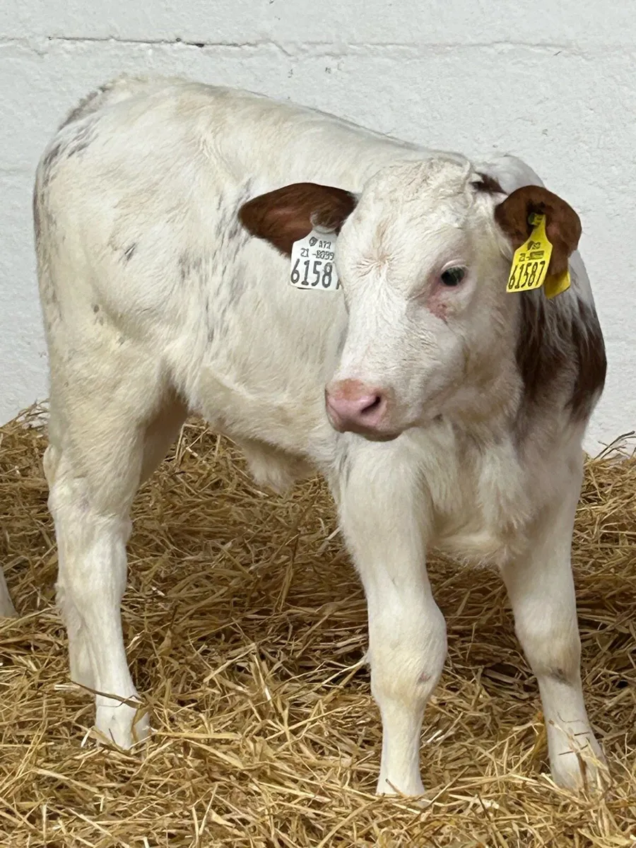 SERIOUS AI BRED CONTINENTAL HEIFER CALVES - Image 3