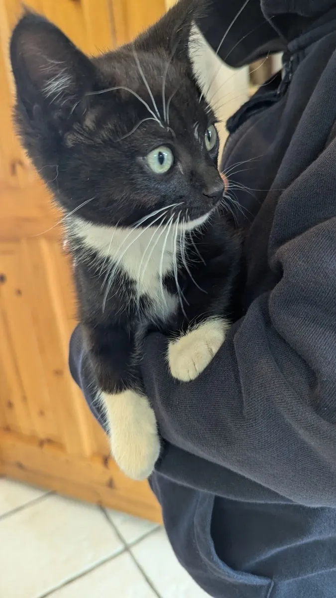 1 Cat and 2 Kittens - Image 1
