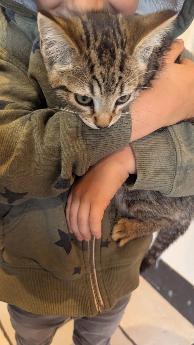 1 Cat and 2 Kittens - Image 2